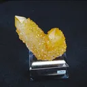 specimen video