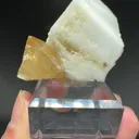 specimen video