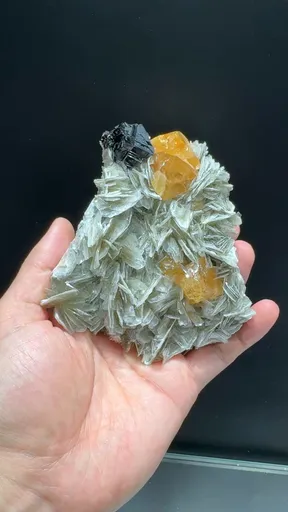 specimen video