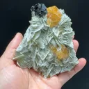 specimen video