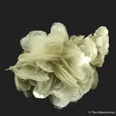 Scheelite (fluorescent) on Muscovite - image 9