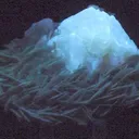 Scheelite, Muscovite - image 2