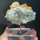 specimen video