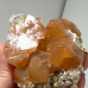 specimen video