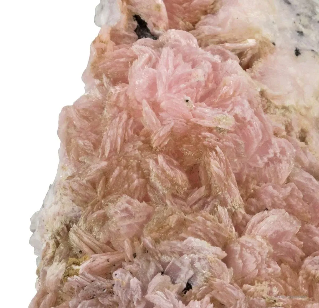 Schizolite & Aegirine image