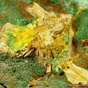 Schoepite on Cuprosklodowskite - image 2