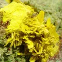 Schoepite Pseudo. After Rutherfordine - image 3