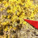 Schoepite With Rutherfordine - image 2