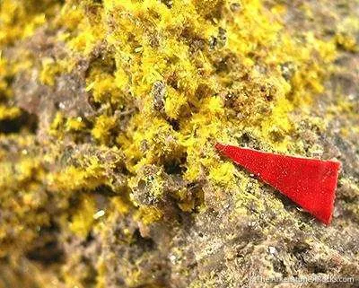 Schoepite With Rutherfordine - image 2