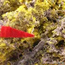 Schoepite With Rutherfordine - image 3