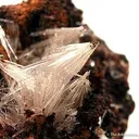 Scholzite on Switzerite - image 2