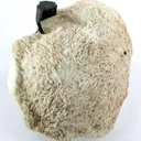 Schorl and Quartz in Albite - image 1