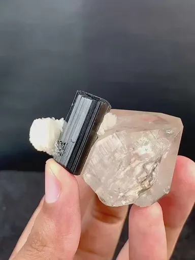 specimen video