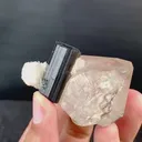 specimen video