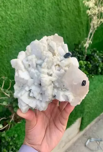 specimen video