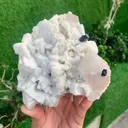 specimen video