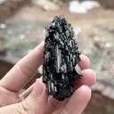 specimen video