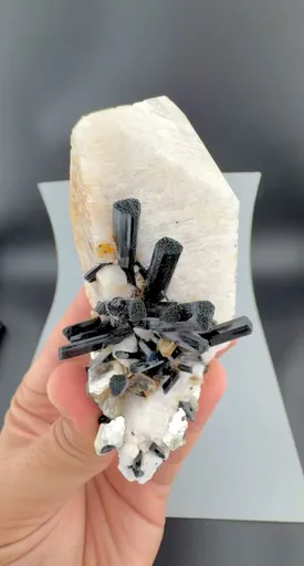 specimen video