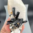 specimen video