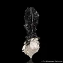 Schorl on Quartz - image 4