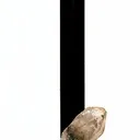 Schorl, Quartz, Albite - image 1