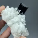 Schorl with Albite, Quartz - image 2