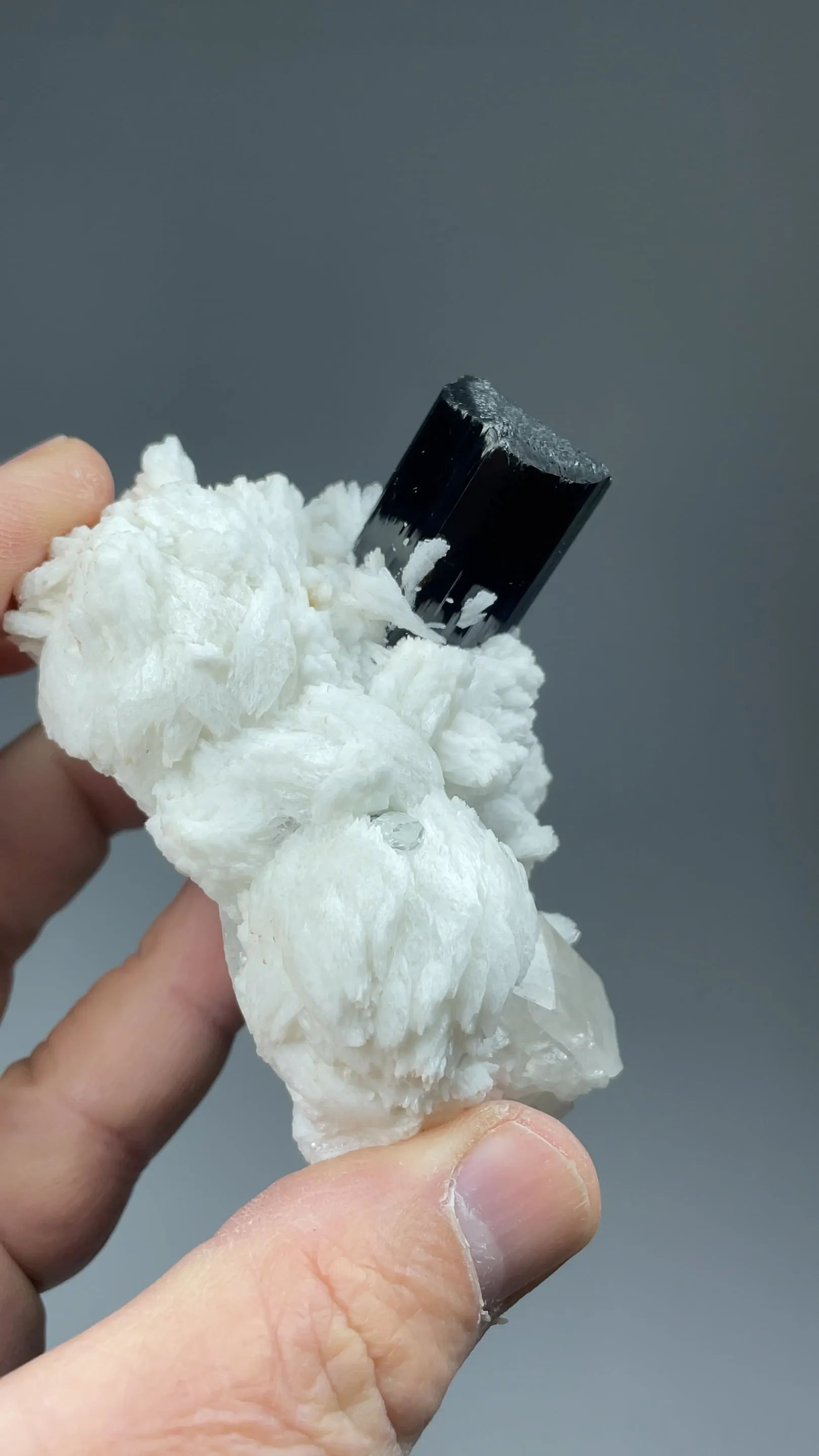 Schorl with Albite, Quartz - image 2