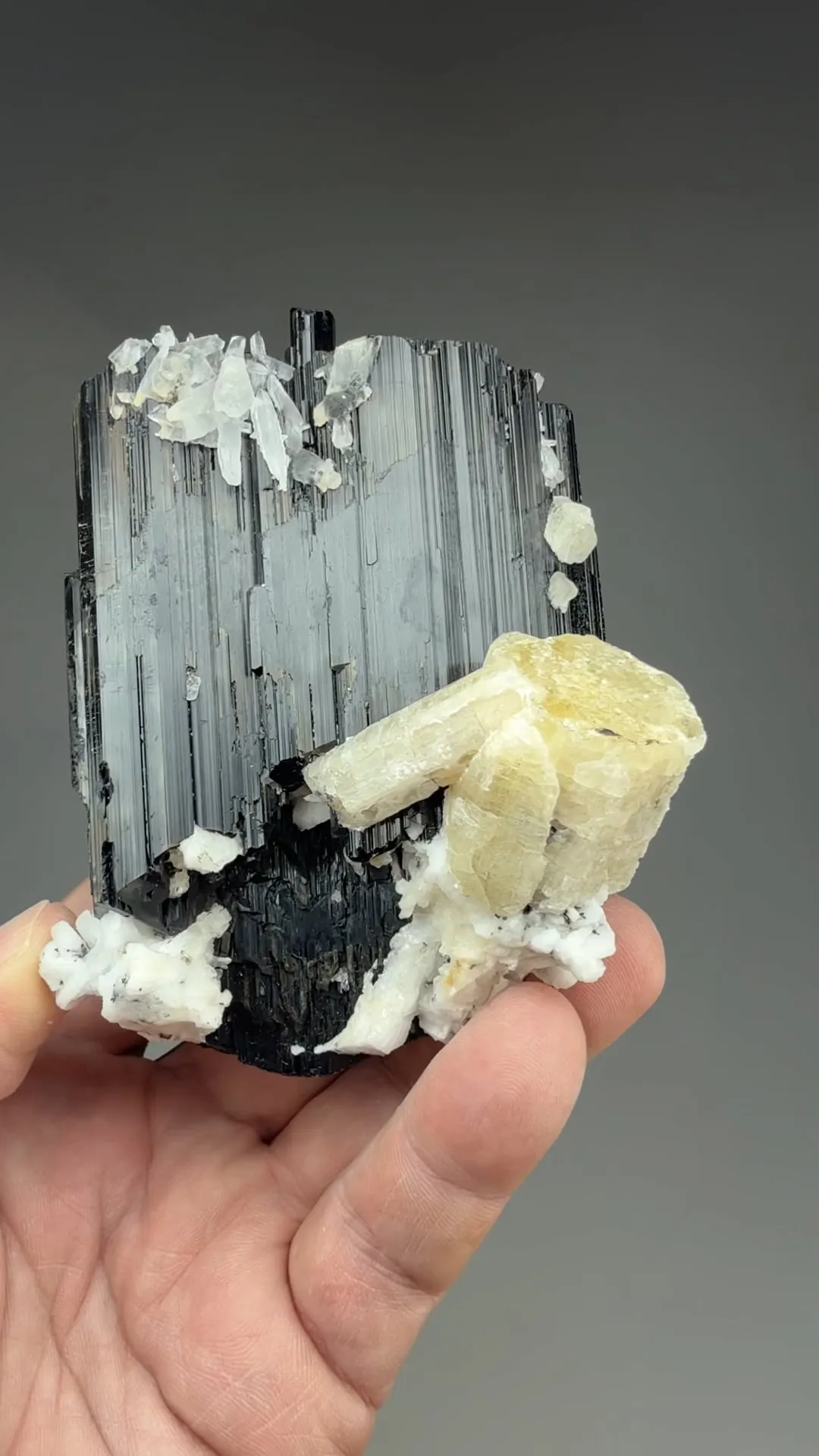 Schorl with Fluorapatite, Quartz - image 2