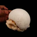 Scolecite Ball on Stilbite Natural Mineral Specimen - image 5