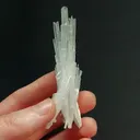 specimen video