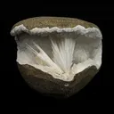 Scolecite in MM Quartz Geode Natural Mineral Specimen - image 1