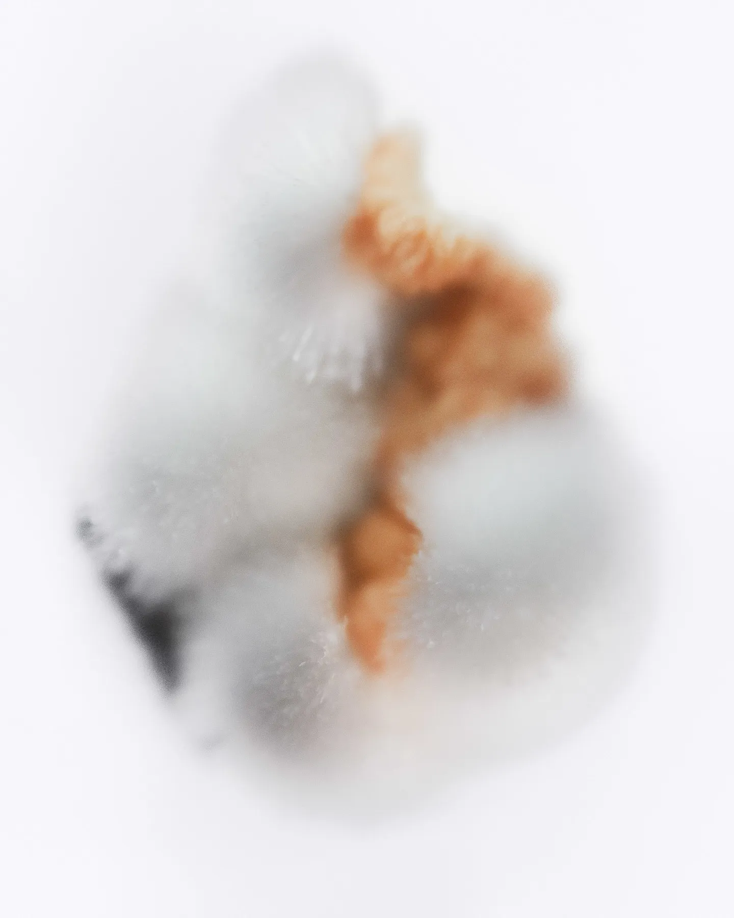 Scolecite on Stilbite - image 2