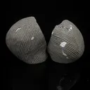 Scolecite Spray Inside Complete Geode Natural Mineral Specimen - image 5