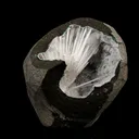 Scolecite Spray Inside MM Quartz Geode Natural Mineral Specimen - image 3