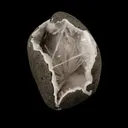 Scolecite Spray Inside MM Quartz Geode Natural Mineral Specimen - image 1