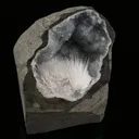 Scolecite Spray Inside MM Quartz Geode Natural Mineral Specimen - image 2