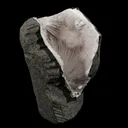 Scolecite Spray Inside MM Quartz Geode Natural Mineral Specimen - image 2