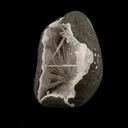 Scolecite Spray Inside MM Quartz Geode Natural Mineral Specimen - image 2