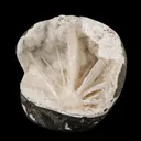 Scolecite Spray Inside MM Quartz Geode Natural Mineral Specimen - image 2