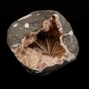 Scolecite Sprays Inside Heulandite Geode Natural Mineral Specimen - image 1