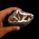 Scolecite Sprays Inside Heulandite Geode Natural Mineral Specimen - image 5