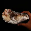 Scolecite Sprays with stilbite Inside Heulandite Geode Natural Mineral Specimen - image 4