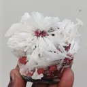 Scolocites  Chalcedony - image 1