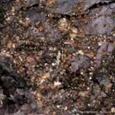 Seamanite (type locality) with Shigaite - image 1