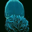 Selenite (Fluorescent) - image 2