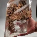 specimen video
