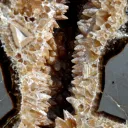 Septaria & Calcite 2680 grams - Crêt Chalam, Chézery-Forens, Arrondissement of Gex, Ain, France - image 4