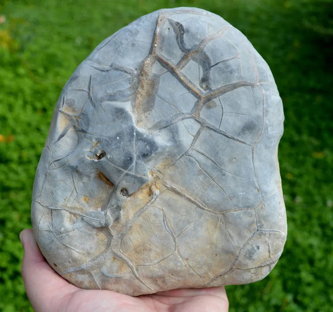 Septaria & Calcite 2680 grams - Crêt Chalam, Chézery-Forens, Arrondissement of Gex, Ain, France - image 5