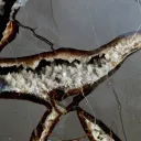 Septaria & Calcite 2790 grams - Crêt Chalam, Chézery-Forens, Arrondissement of Gex, Ain, France - image 6