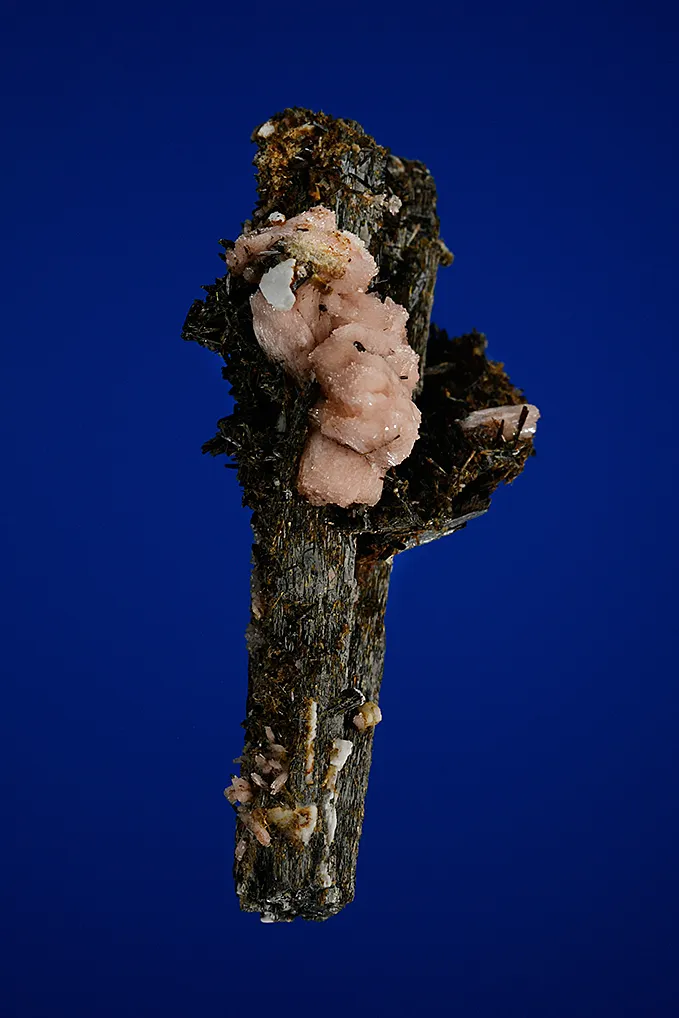 Serandite and Astrophyllite on Aegirine - image 4